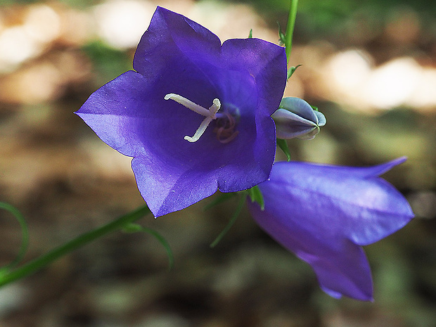 zvonček broskyňolistý Campanula persicifolia L.