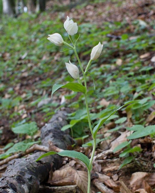 prilbovka biela Cephalanthera damasonium (Mill.) Druce