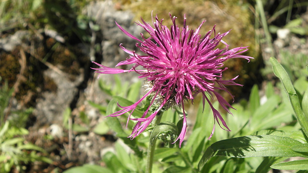 nevädzník alpínsky Colymbada alpestris (Hegetschw.) Rauschert