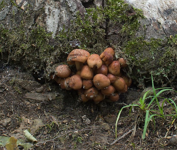 peniazovka vretenovitohlúbiková Gymnopus fusipes (Bull.) Gray