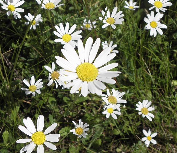 margaréta biela Leucanthemum vulgare Lam.