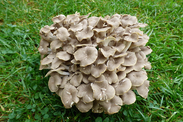 trúdnik klobúčkatý Polyporus umbellatus (Pers.) Fr.