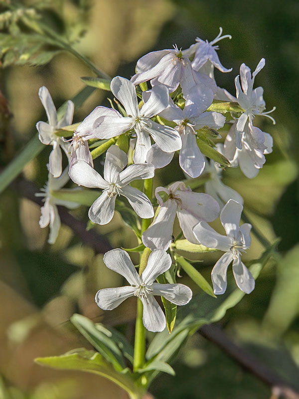 mydlica lekárska Saponaria officinalis L.