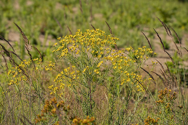 starček jakubov Senecio cf. jacobaea L.