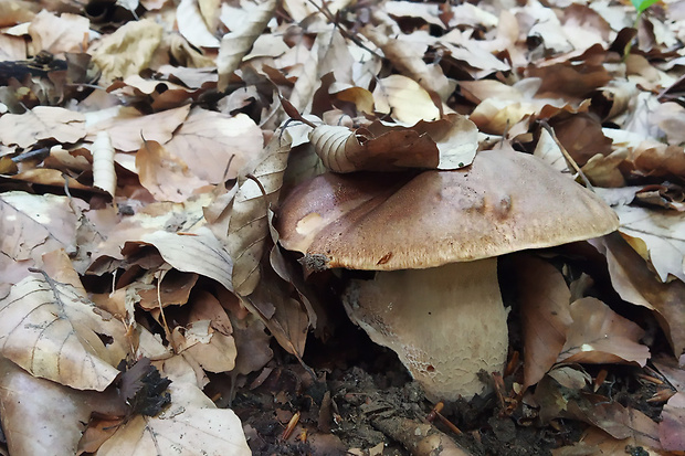 hríb dubový Boletus reticulatus Schaeff.