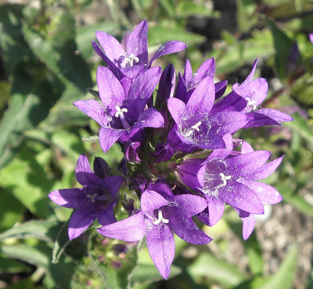 zvonček klbkatý Campanula glomerata agg. L.