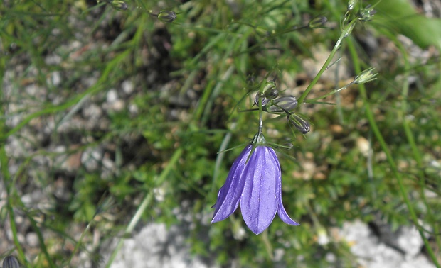 zvonček tatranský Campanula tatrae Borbás