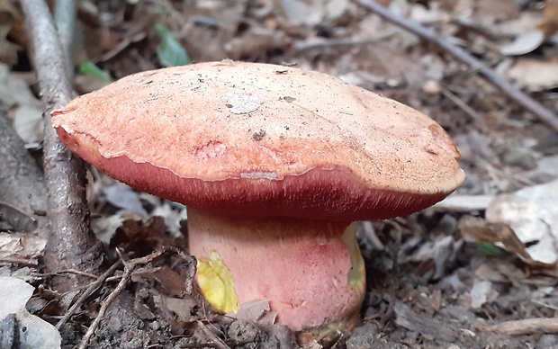 rubínovec obyčajný Chalciporus rubinus (W.G. Sm.) Singer