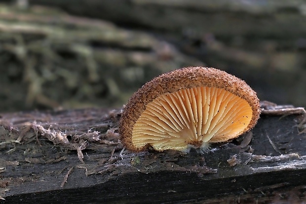 pahliva šafranová Crepidotus crocophyllus (Berk.) Sacc.