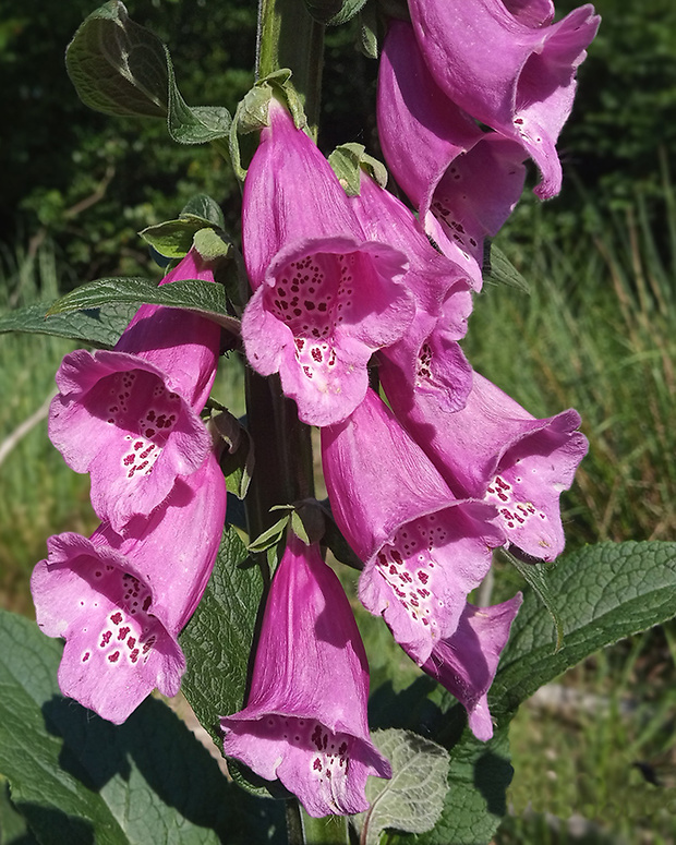 náprstník červený Digitalis purpurea L.