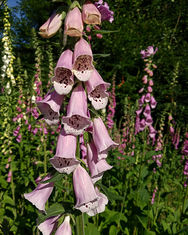 náprstník červený Digitalis purpurea L.