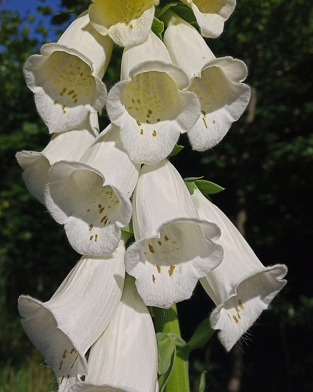 náprstník červený Digitalis purpurea L.