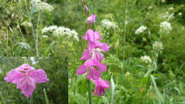 mečík škridlicovitý Gladiolus imbricatus L.