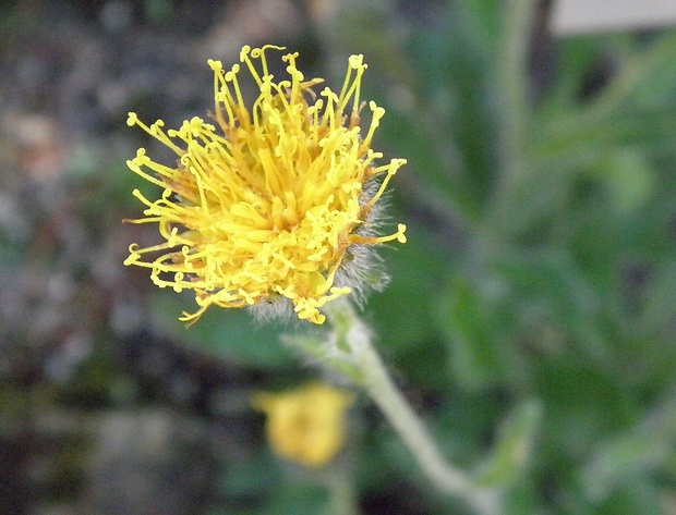 jastrabník alpínsky Hieracium alpinum L.