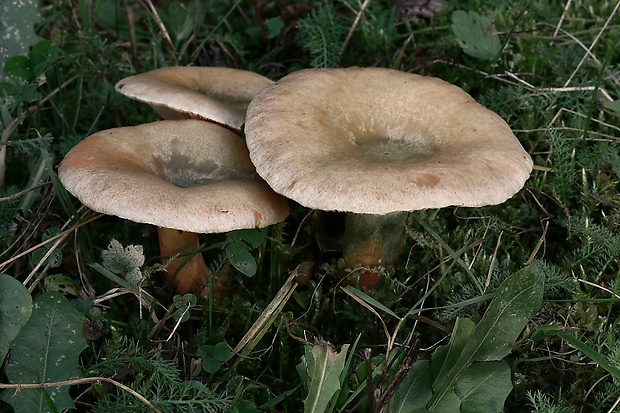 rýdzik smrekový Lactarius deterrimus Gröger