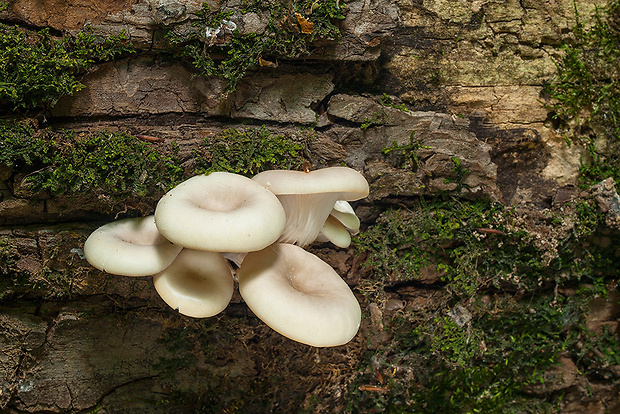 hliva lievikovitá Pleurotus cornucopiae (Paulet) Rolland