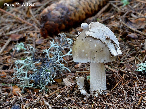 muchotrávka pošvatá Amanita vaginata (Bull.) Lam.