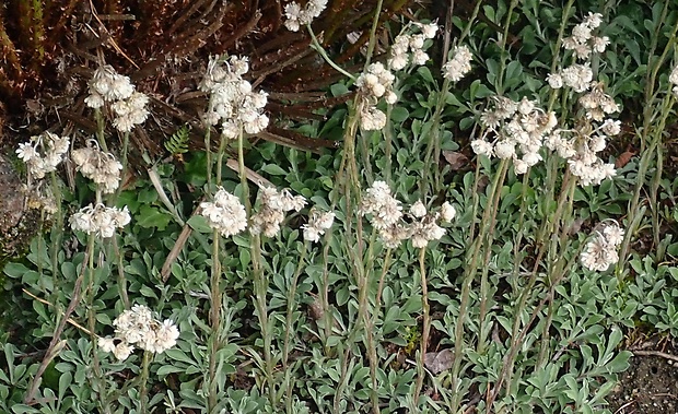 plešivec dvojdomý Antennaria dioica (L.) Gaertn.