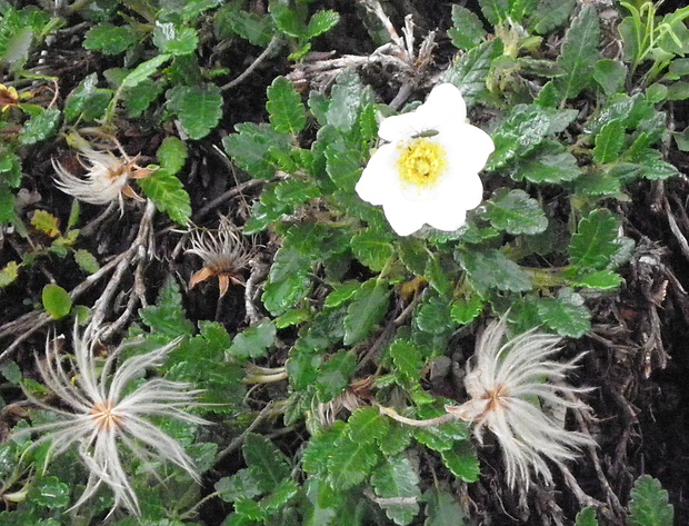 dryádka osemlupienková Dryas octopetala L.