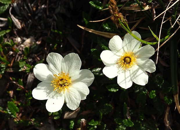 dryádka osemlupienková Dryas octopetala L.