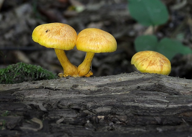 šupinovec Gymnopilus sp.