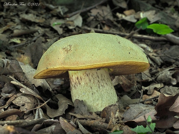 hríb plavý Hemileccinum impolitum (Fr.) Šutara