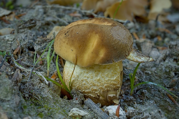 kozák hrabový Leccinum pseudoscabrum (Kallenb.) Šutara