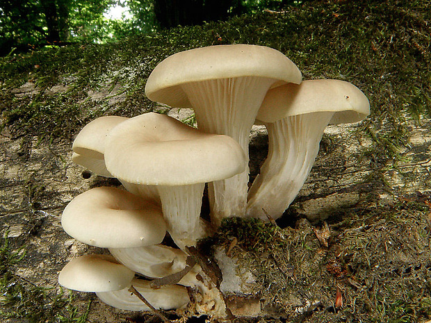 hliva lievikovitá Pleurotus cornucopiae (Paulet) Rolland