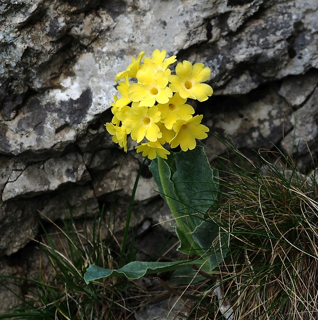 prvosienka holá Primula auricula L.