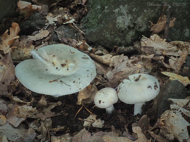 plávka Russula sp.