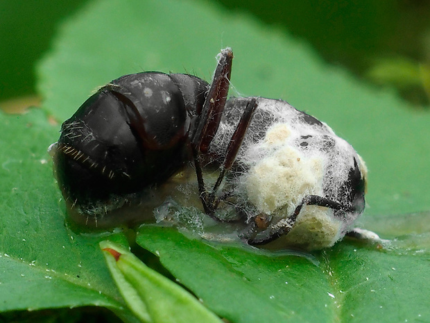 bovéria Beauveria sp.