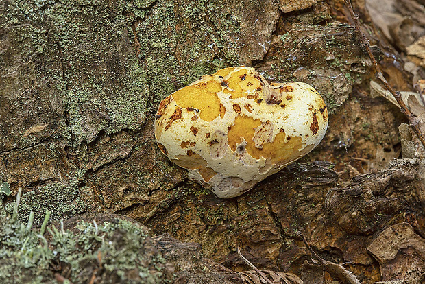 brezovník dubový Buglossoporus quercinus (Schrad.) Kotl. & Pouzar