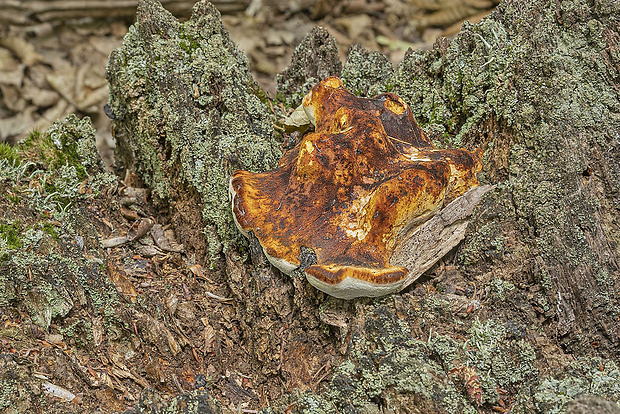 brezovník dubový Buglossoporus quercinus (Schrad.) Kotl. & Pouzar