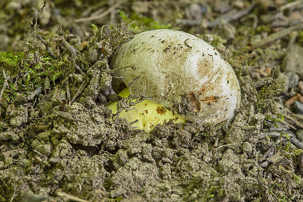 hríb striebristý Butyriboletus fechtneri (Velen.) D. Arora & J.L. Frank