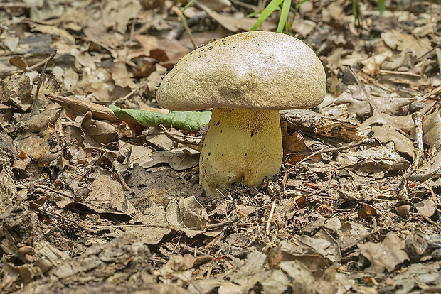 hríb striebristý Butyriboletus fechtneri (Velen.) D. Arora & J.L. Frank