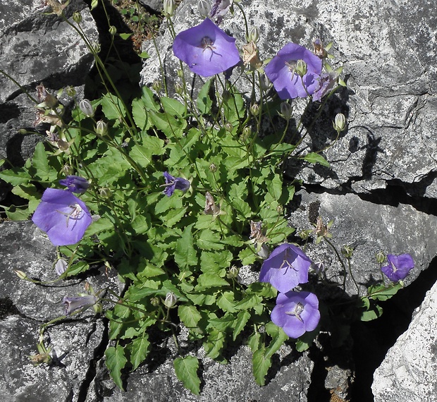 zvonček karpatský Campanula carpatica Jacq.