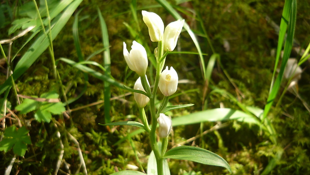 prilbovka biela Cephalanthera damasonium (Mill.) Druce