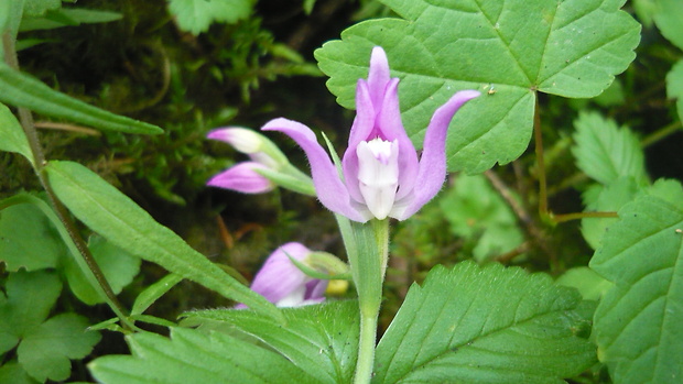 prilbovka červená Cephalanthera rubra (L.) Rich.