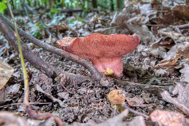 rubínovec obyčajný Chalciporus rubinus (W.G. Sm.) Singer