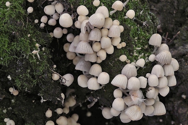 hnojník rozsiaty Coprinellus disseminatus (Pers.) J.E. Lange