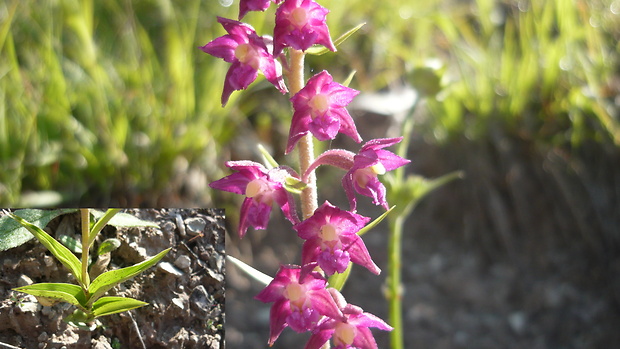 kruštík tmavočervený pravý Epipactis atrorubens subsp. atrorubens (Hoffm.) Besser