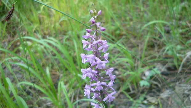 päťprstnica voňavá Gymnadenia odoratissima (L.) Rich.