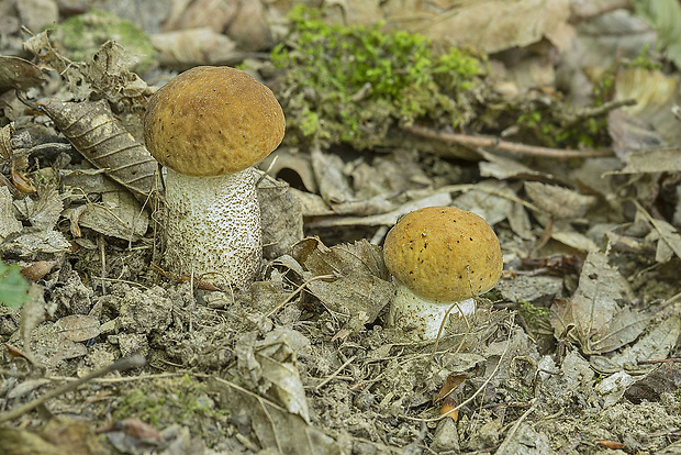 kozák hrabový Leccinum pseudoscabrum (Kallenb.) Šutara