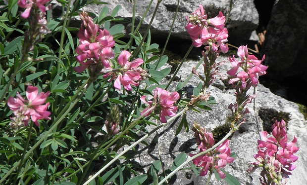 vičenec horský Onobrychis montana DC.