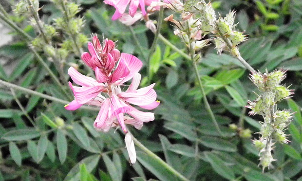 vičenec horský Onobrychis montana DC.