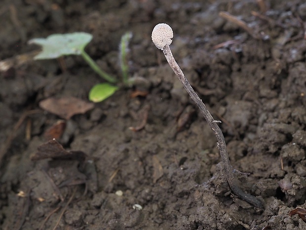 žezlovka bystrušková Ophiocordyceps entomorrhiza (Dicks.) G.H. Sung, J.M. Sung, Hywel-Jones & Spatafora