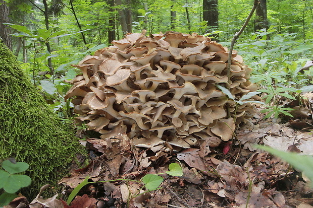 trúdnik klobúčkatý Polyporus umbellatus (Pers.) Fr.