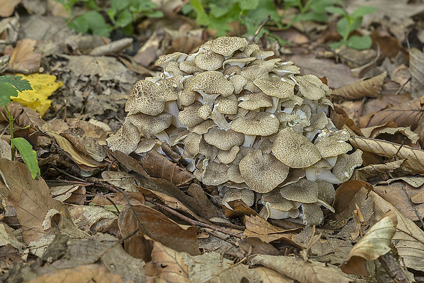 trúdnik klobúčkatý Polyporus umbellatus (Pers.) Fr.