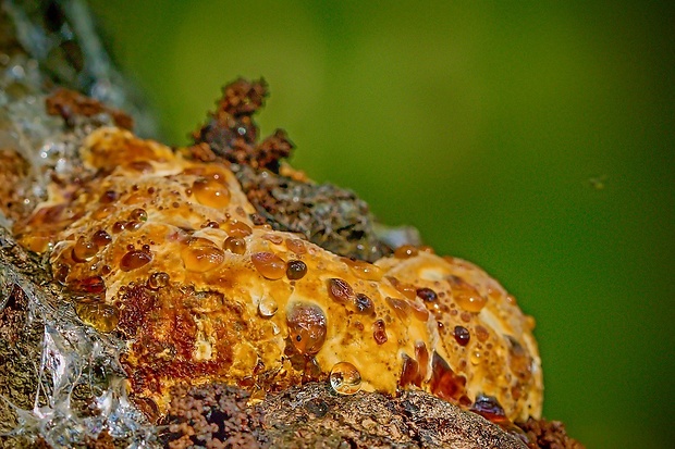 ryšavec slziaci Pseudoinonotus dryadeus (Pers.) T. Wagner & M. Fisch.