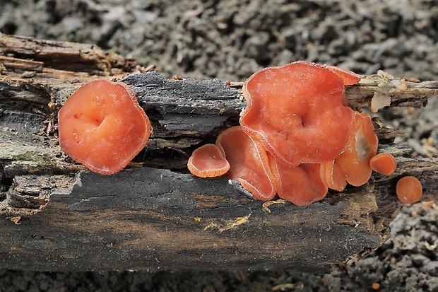 čiaška purpurová Purpureodiscus subisabellinus (Le Gal) Van Vooren